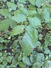 Fraxinus pennsylvanica