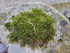 Pseudanomodon attenuatus