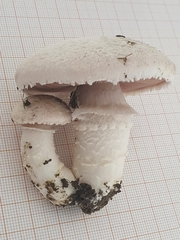 Agaricus