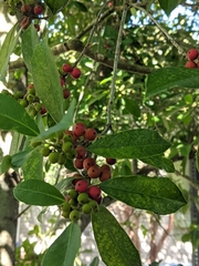 Ilex vomitoria