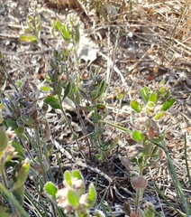 Teucrium chamaedrys nuchense