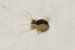 Sminthurus maculatus