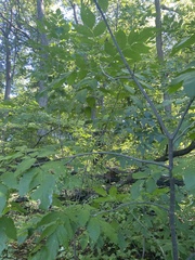 Fraxinus pennsylvanica