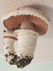 Agaricus