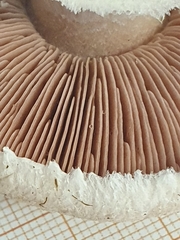 Agaricus