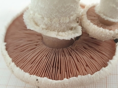 Agaricus