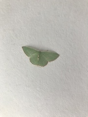 Nemoria lixaria