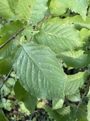 Prunus avium