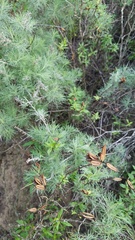 Diplacus aurantiacus