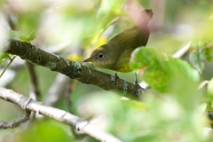 Oporornis agilis