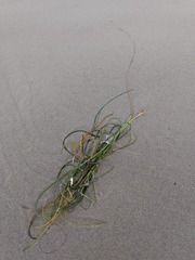 Zosteraceae
