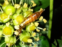 Apterygida albipennis