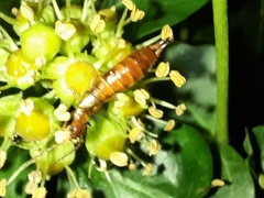 Apterygida albipennis