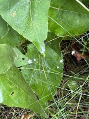 Stellaria graminea