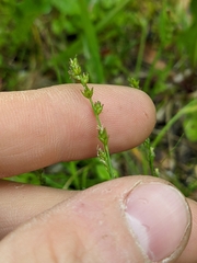Carex radiata
