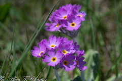 Primula laurentiana