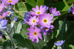Primula laurentiana