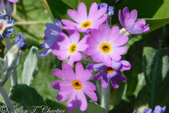 Primula laurentiana