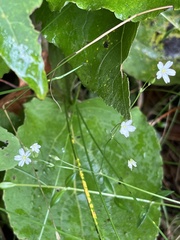 Stellaria graminea