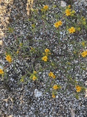 Pectis papposa papposa