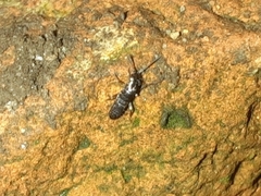 Tomoceridae