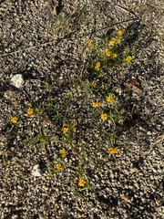 Pectis papposa papposa