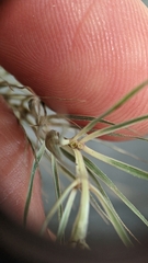 Elymus riparius