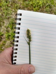 Carex siccata