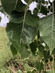 Phyllocnistis populiella