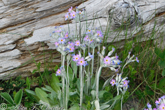 Primula laurentiana