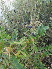 Chrysojasminum fruticans