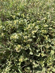 Alternanthera pungens