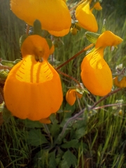 Calceolaria corymbosa