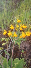 Calceolaria corymbosa