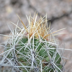 Thelocactus bicolor bicolor