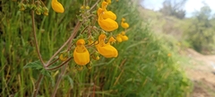 Calceolaria corymbosa