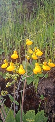 Calceolaria corymbosa