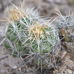 Thelocactus bicolor bicolor