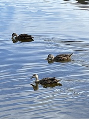 Anas platyrhynchos × fulvigula