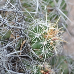 Thelocactus bicolor bicolor