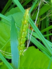 Elymus virginicus
