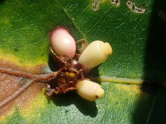 Kokkocynips decidua