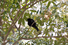 Passeriformes