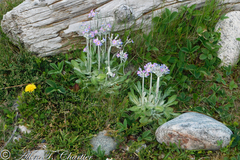 Primula laurentiana