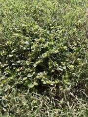 Alternanthera pungens