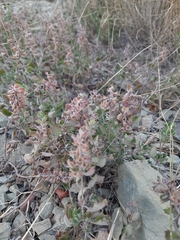 Teucrium chamaedrys nuchense