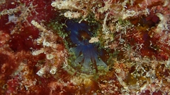 Bellactis caeruleus