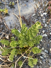 Baccharis magellanica