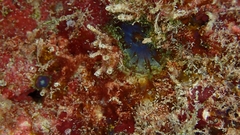 Bellactis caeruleus