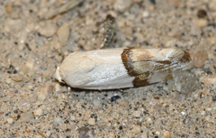 Ponometia elegantula